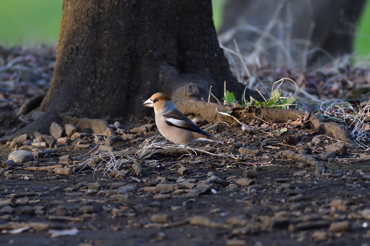 natural wild animals bird free photo