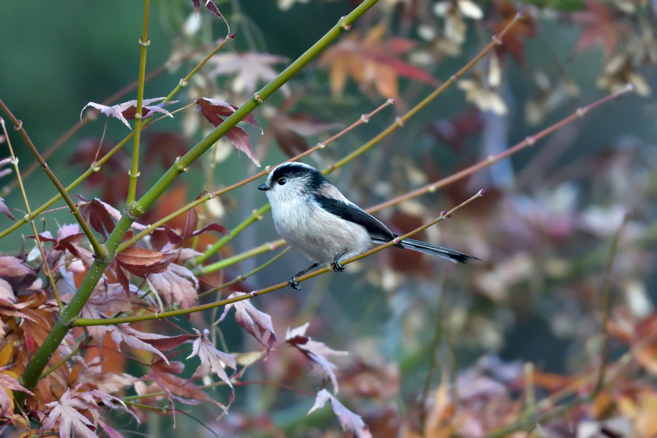 natural bird outdoors free photo