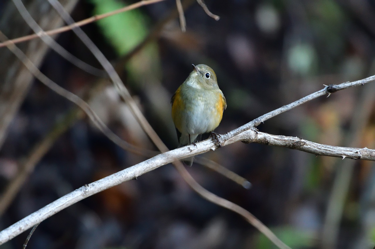 Bird woods