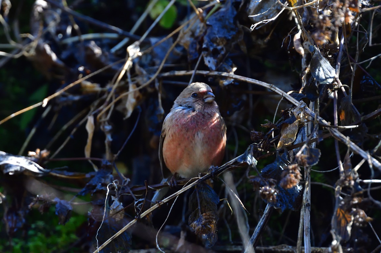 natural wild animals bird free photo