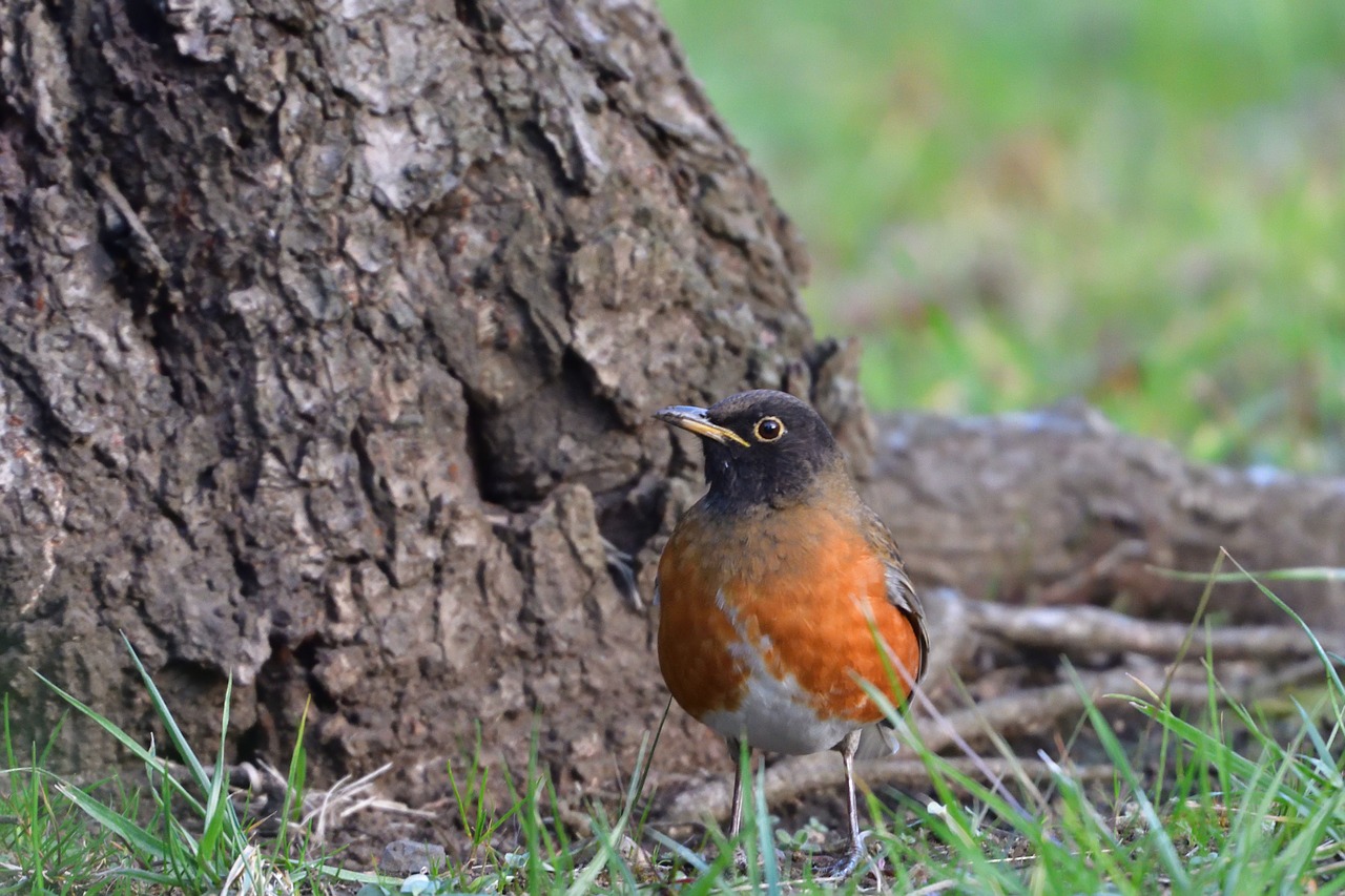 natural bird wild animals free photo