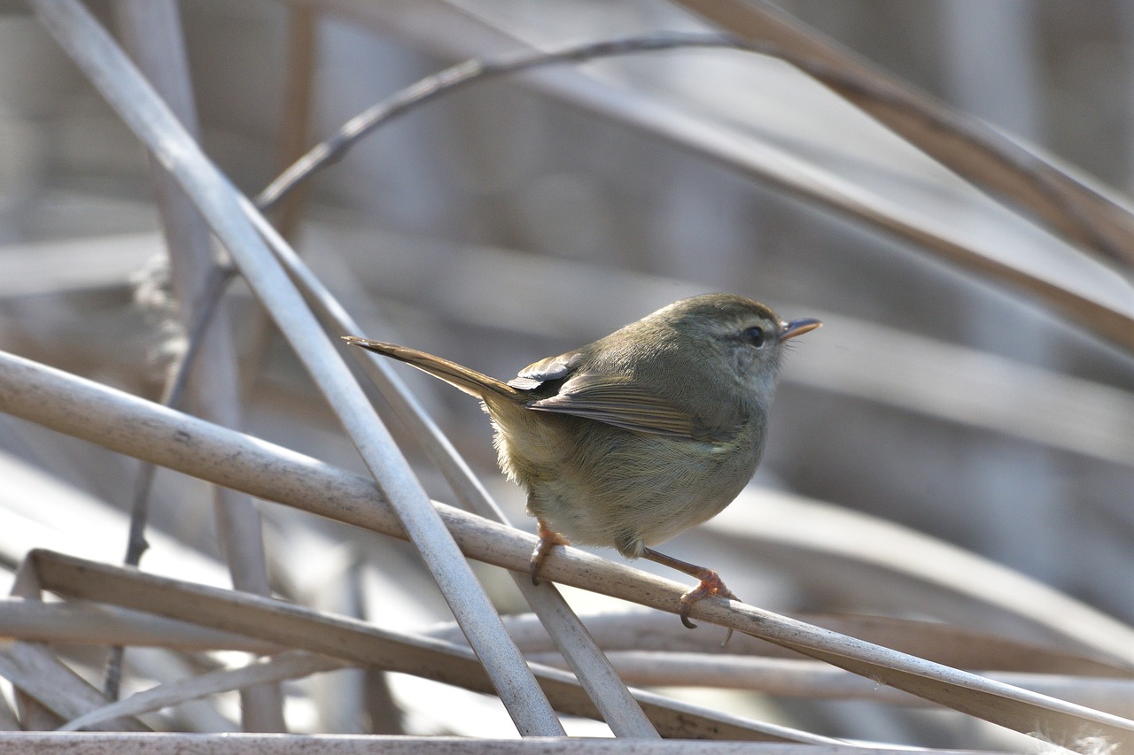 natural outdoors warbler free photo