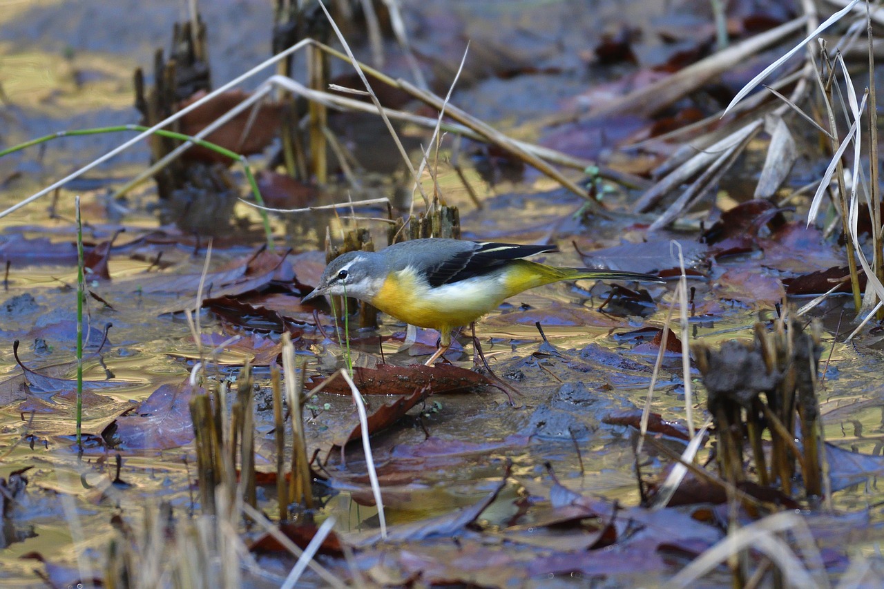 natural outdoors pond free photo