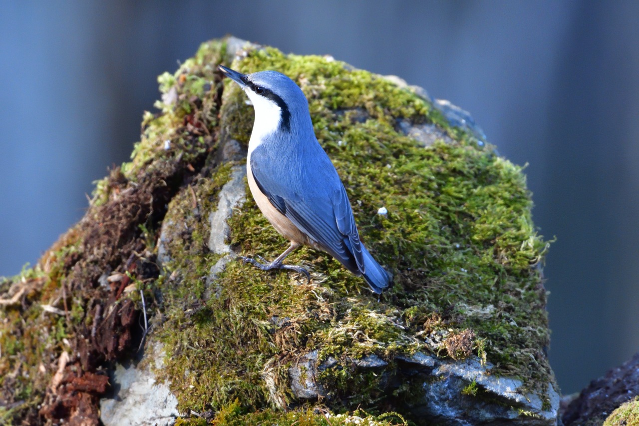 natural outdoors bird free photo