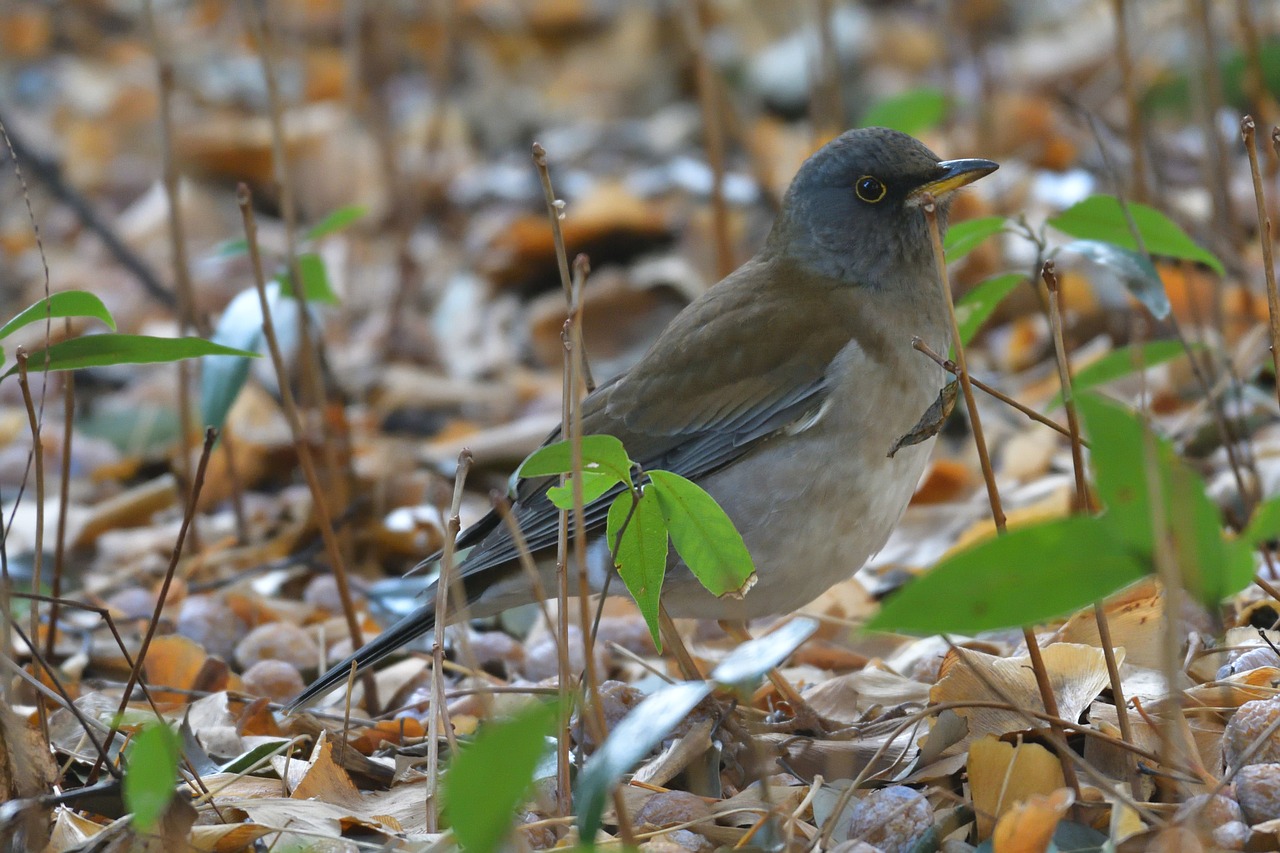 natural wild animals bird free photo