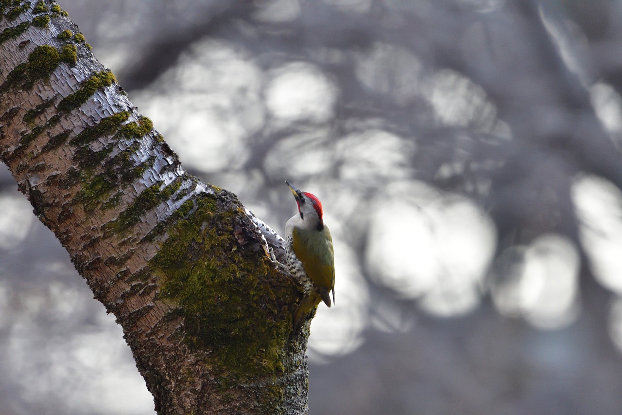 natural winter outdoors free photo