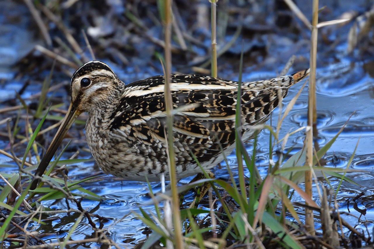 natural wild animals bird free photo