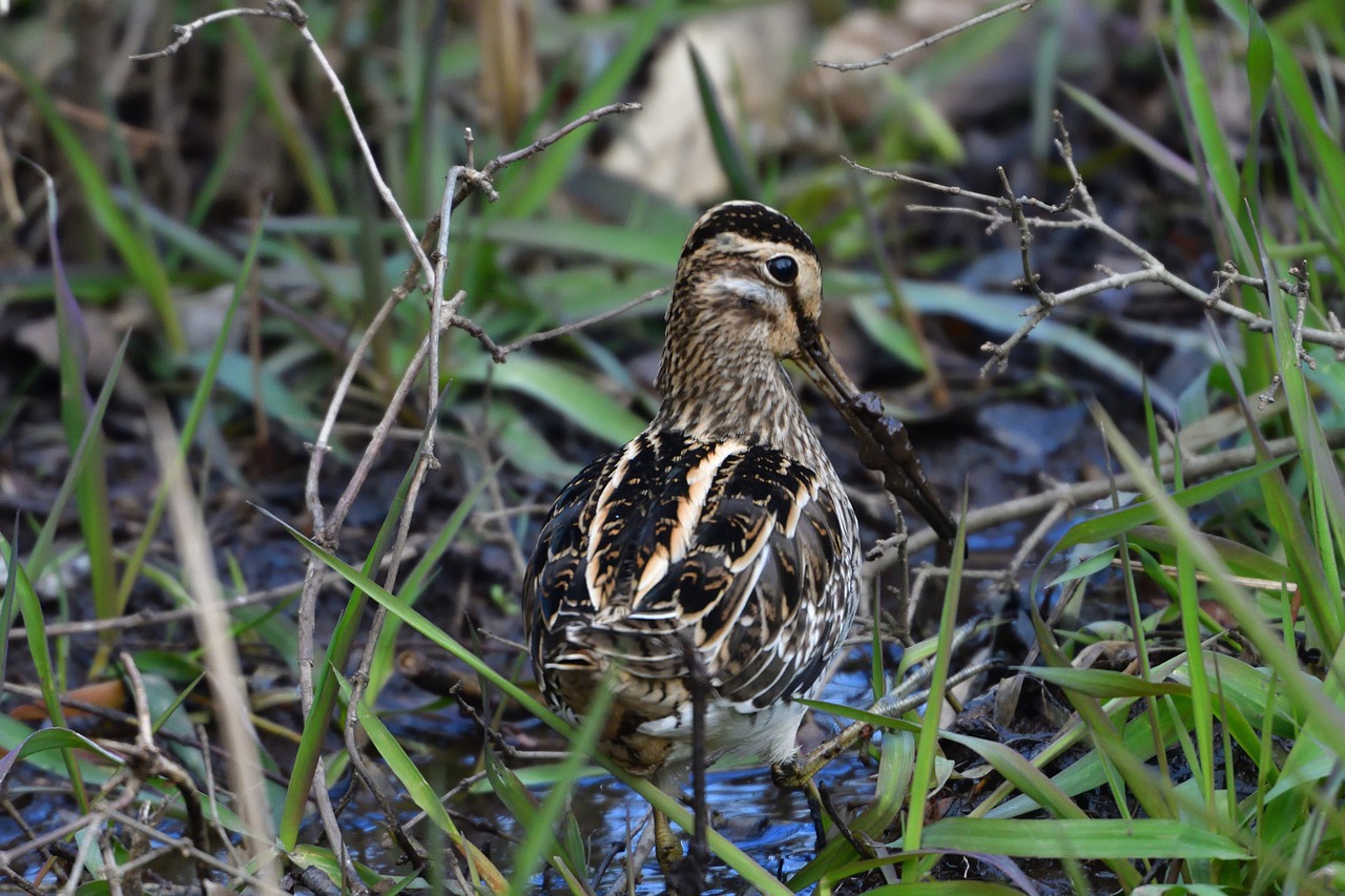 natural wild animals bird free photo