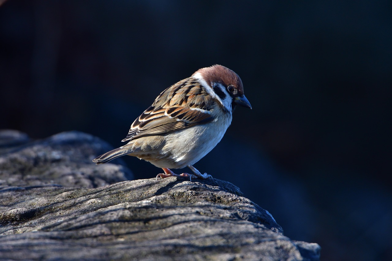 natural bird wild animals free photo