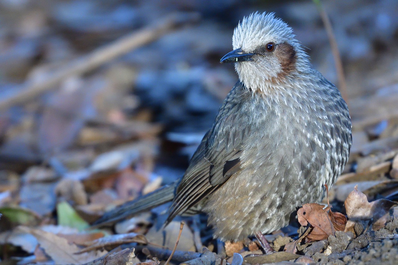 natural wild animals bird free photo