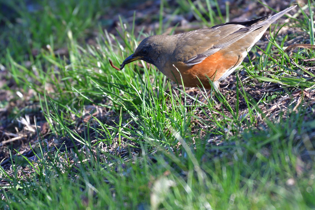 natural grass bird free photo