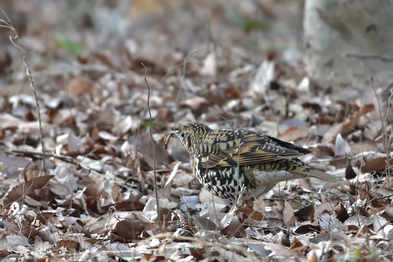 natural outdoors bird free photo