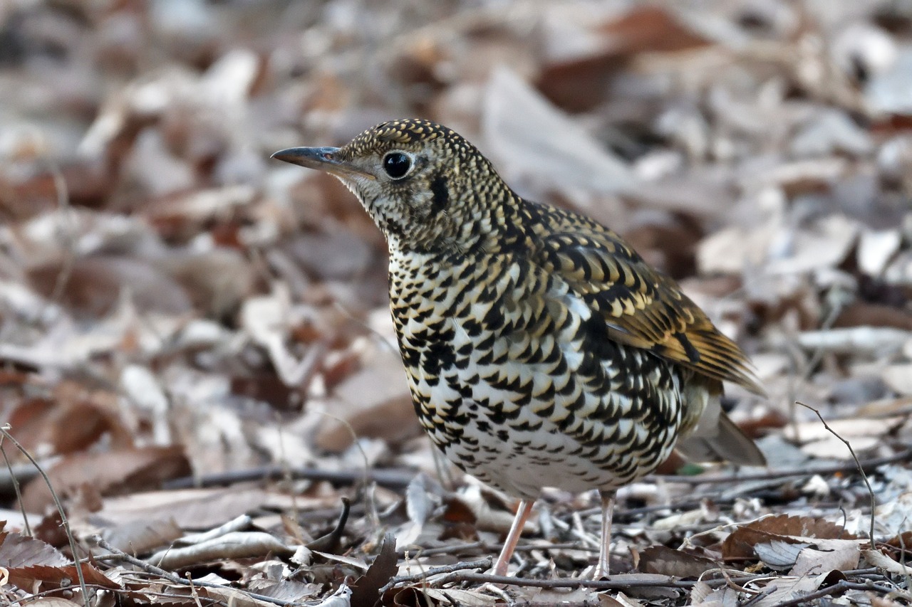 natural outdoors bird free photo