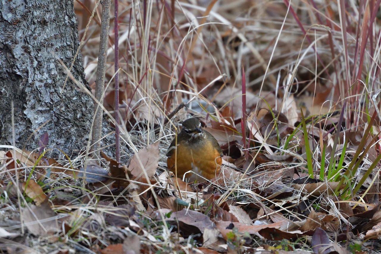 natural outdoors wild animals free photo