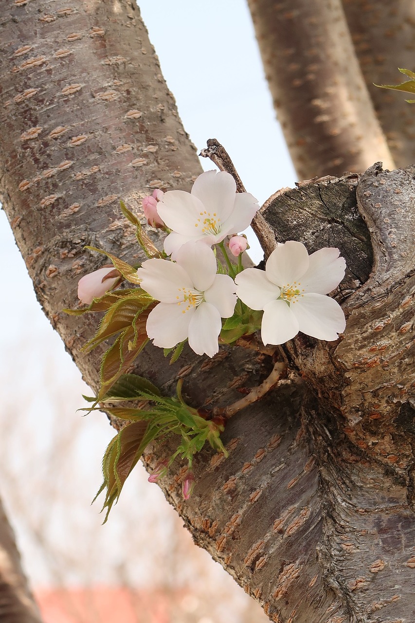 natural wood plant free photo