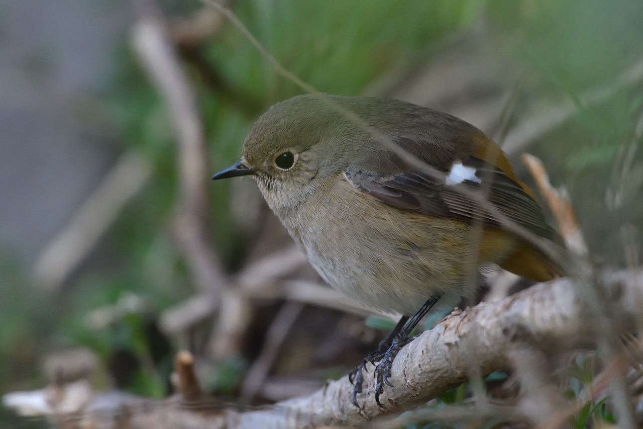 natural  wild animals  bird free photo