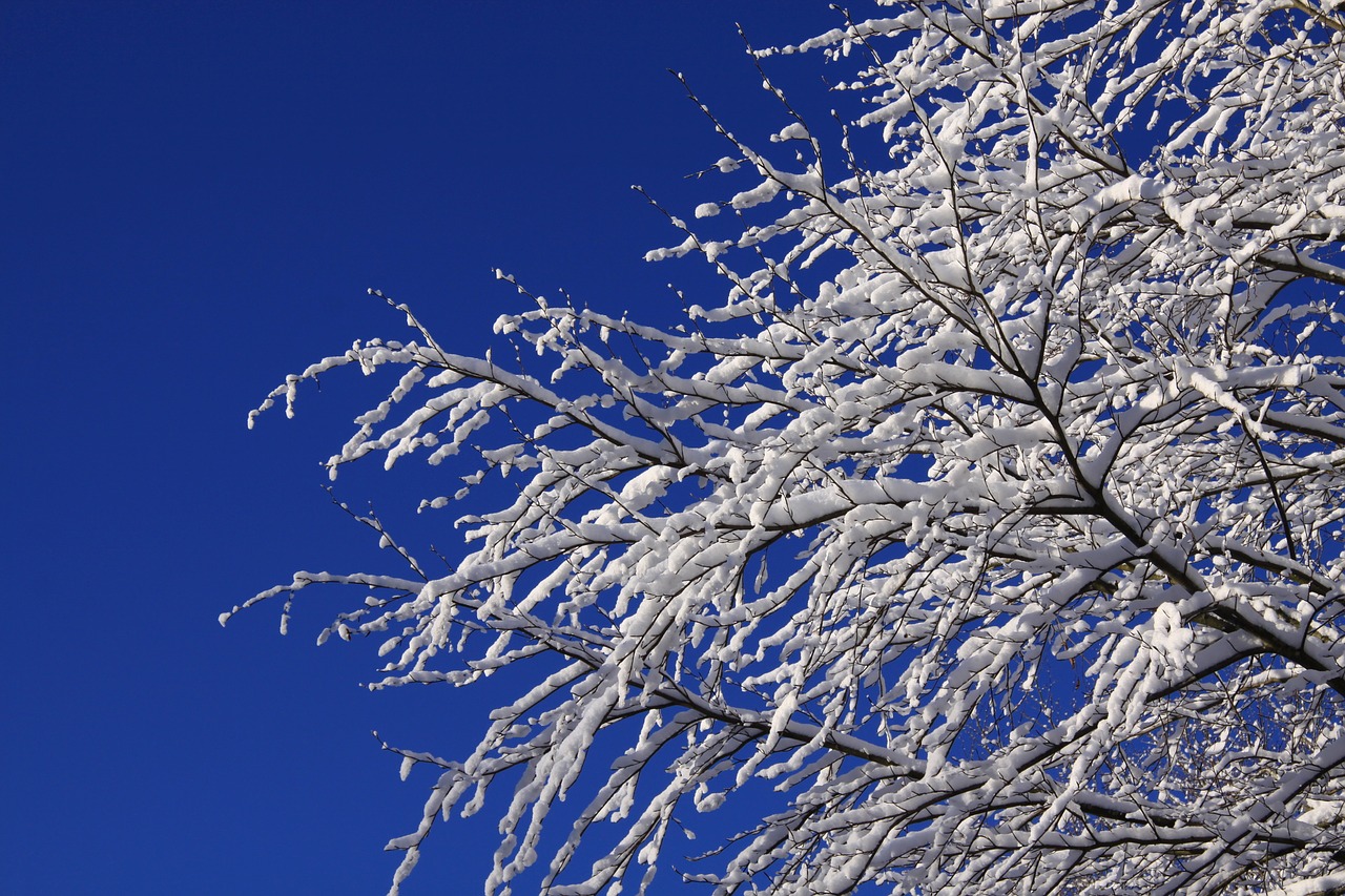 natural  winter  sky free photo