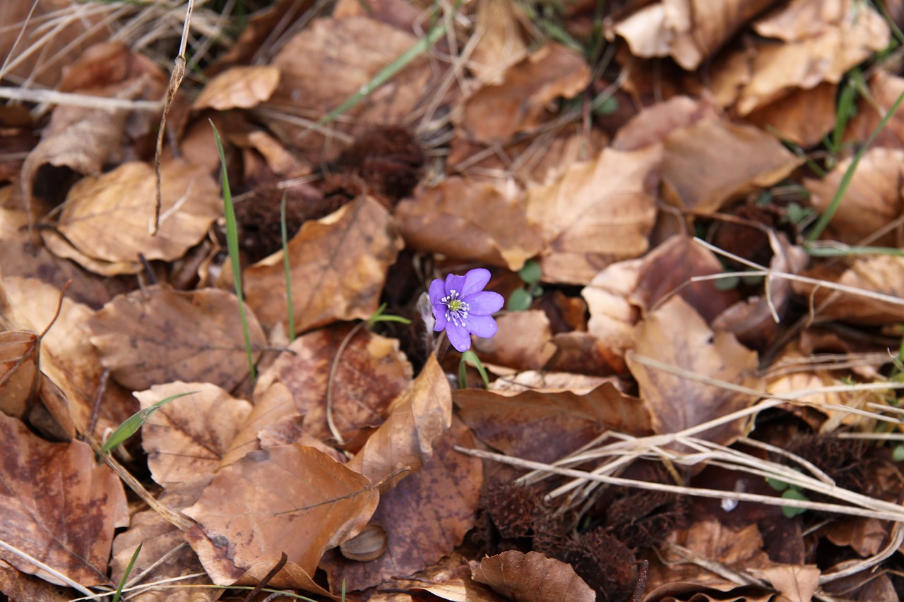 natural  leaf  plant free photo