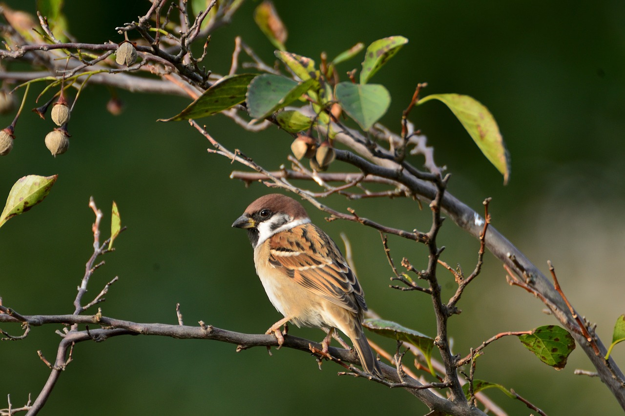 natural  bird  wild animals free photo