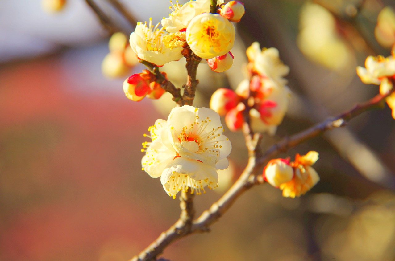 natural  branch  flowers free photo