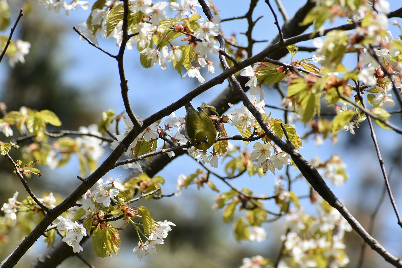 natural  landscape  plant free photo