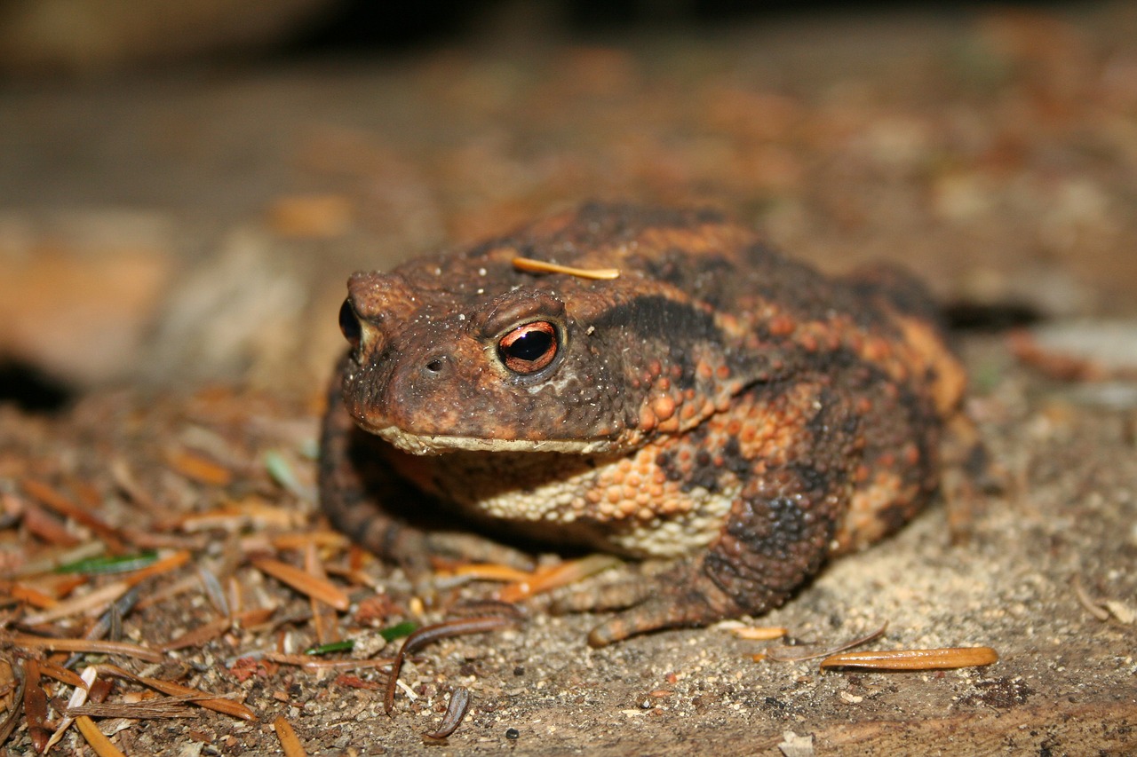 natural  frogs and toads  wildlife free photo