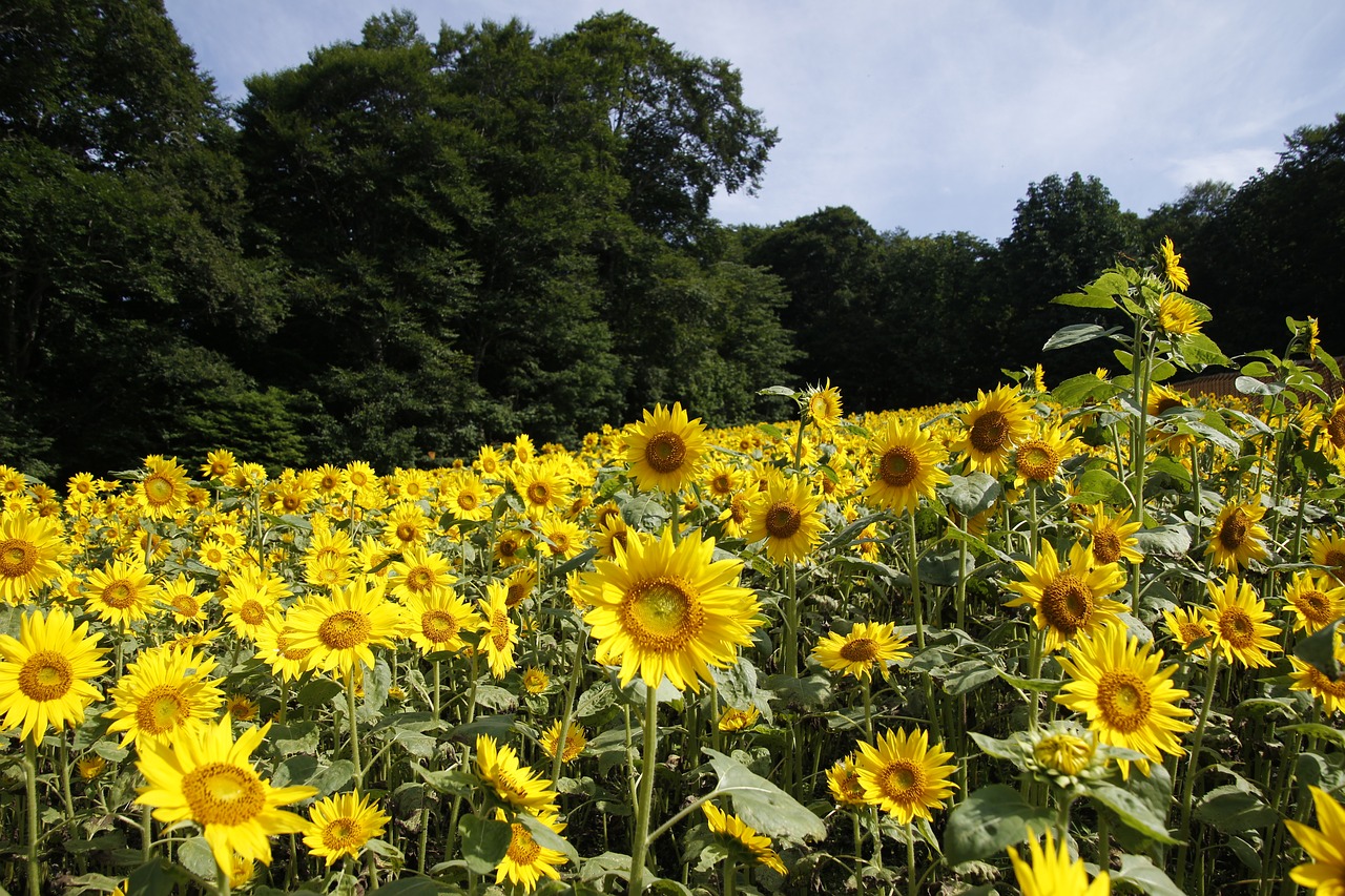 natural  plant  summer free photo