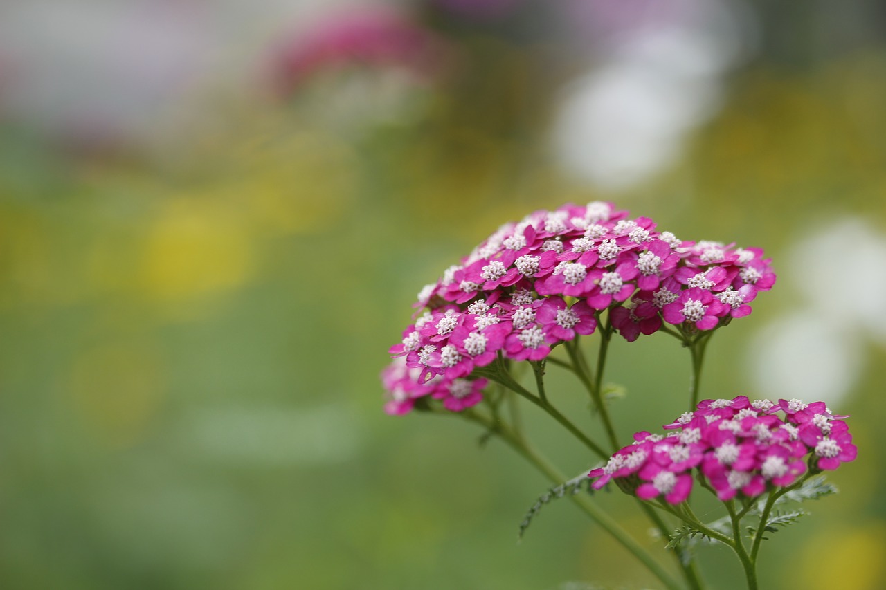 natural  flowers  plant free photo