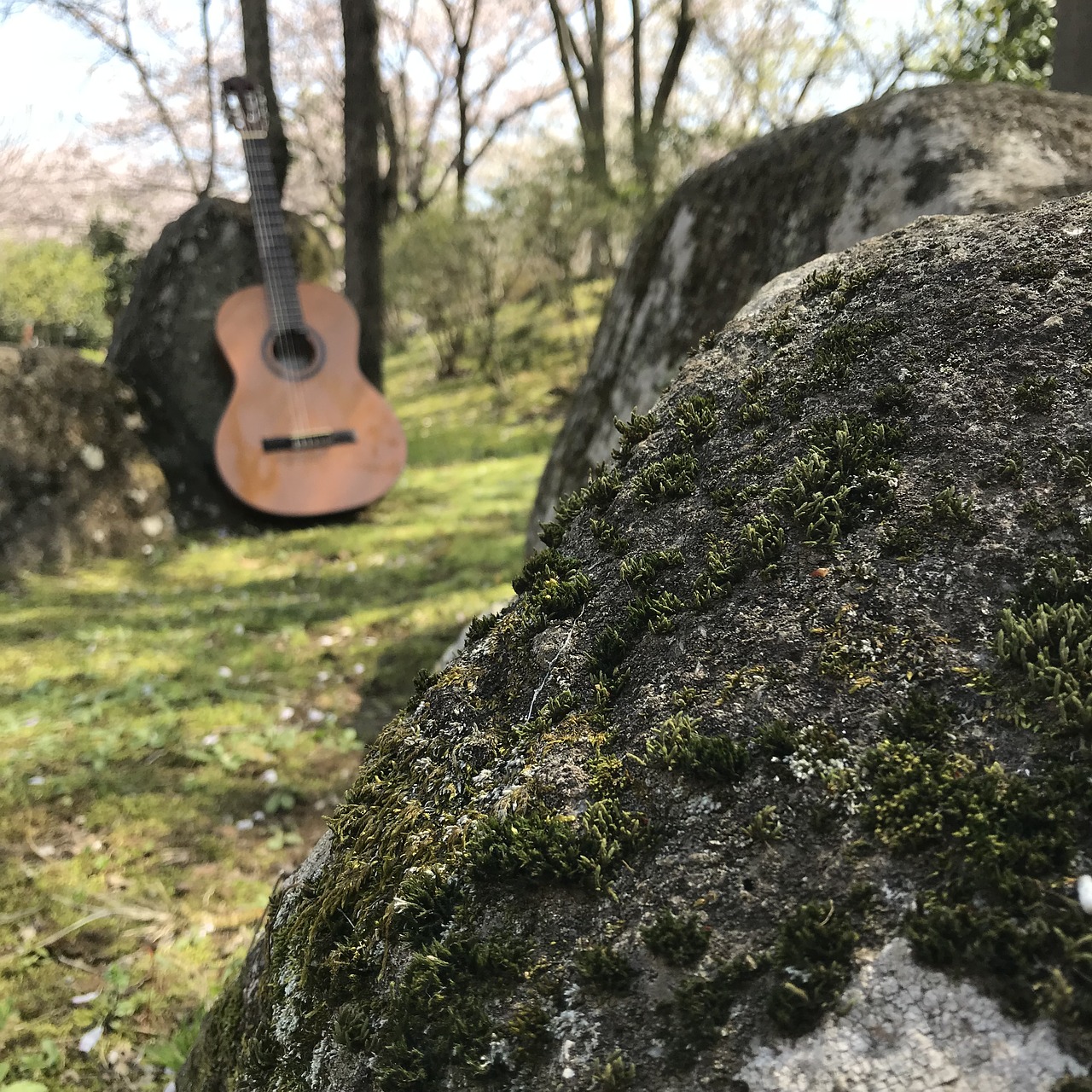 Wood rocks. Wood on Rock nature. Rock on Wood.