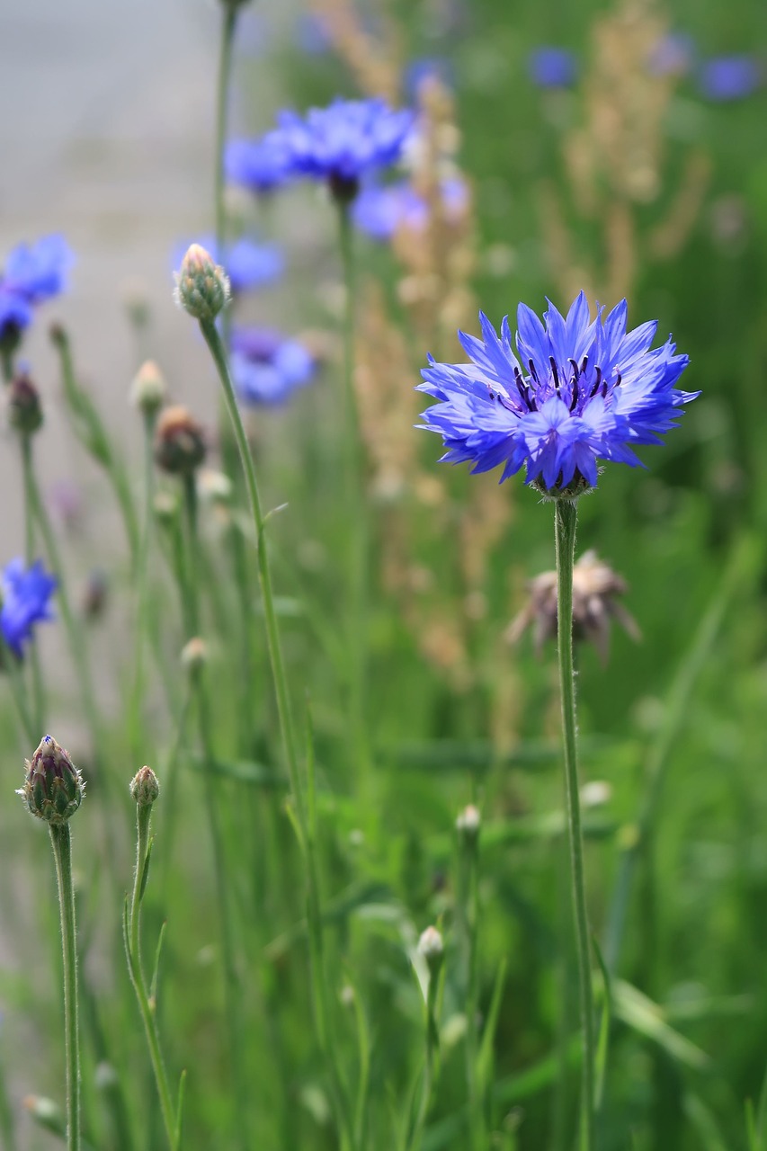 natural  flowers  field free photo