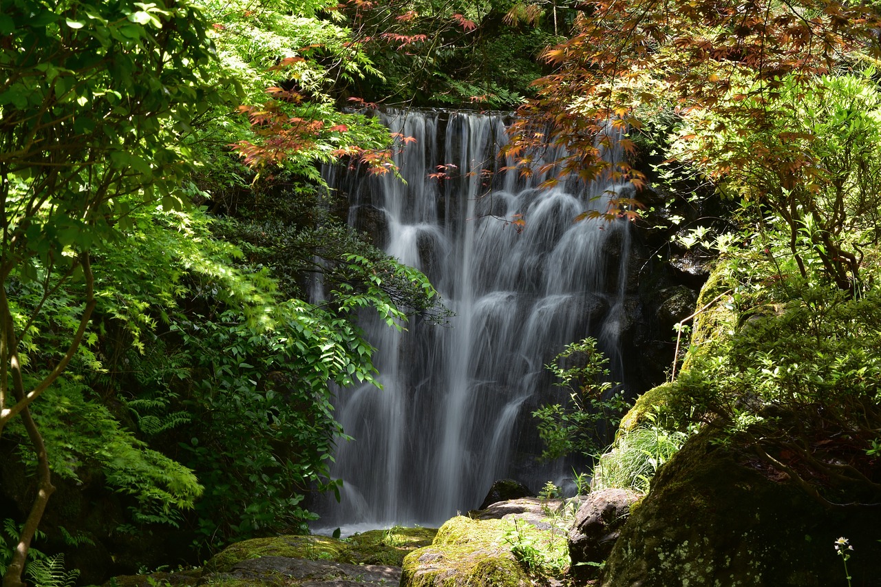 natural  landscape  forest free photo