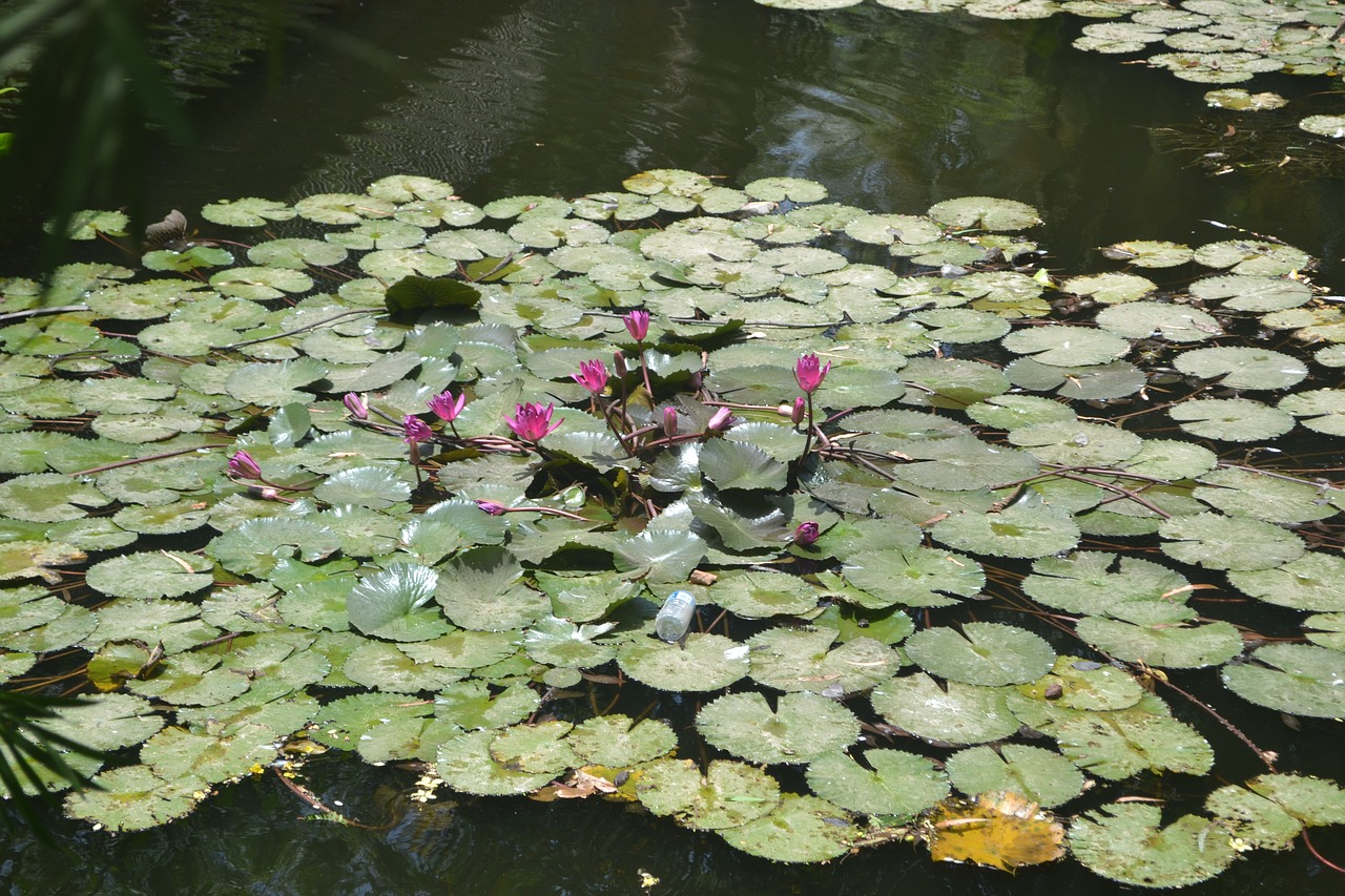 natural  lotus  green free photo