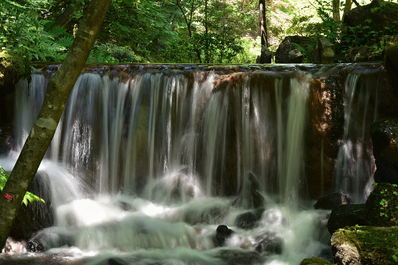 natural  landscape  forest free photo