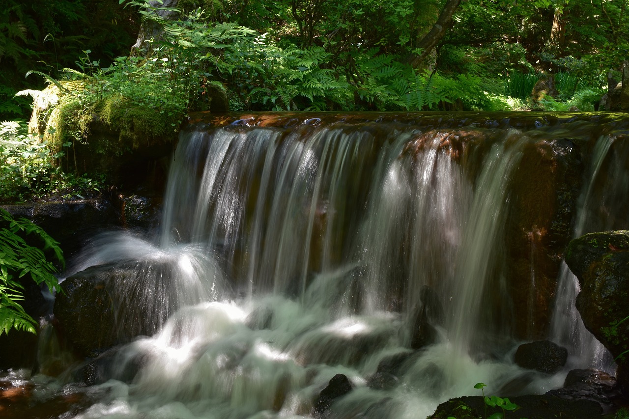 natural  landscape  forest free photo