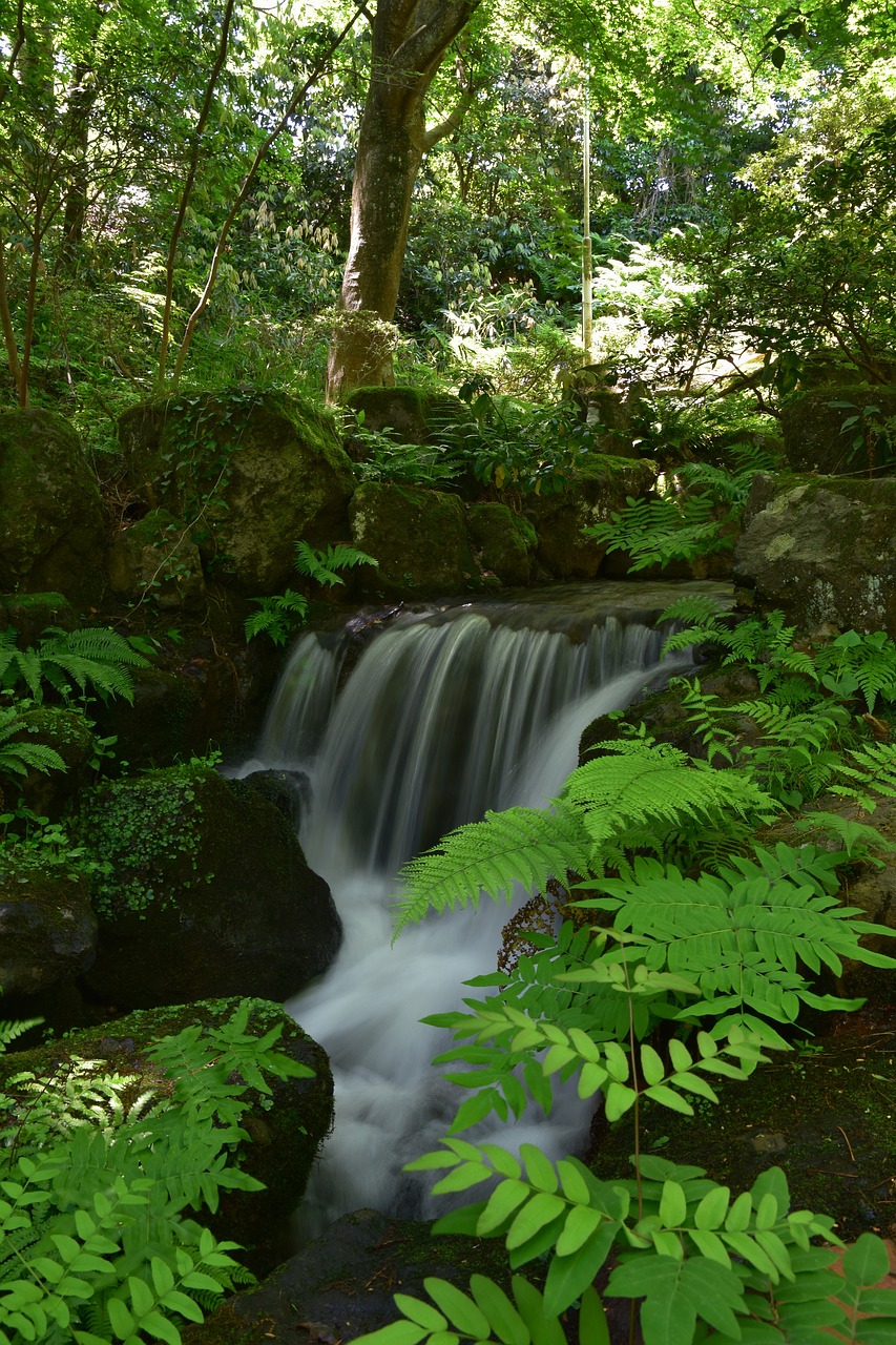 natural  landscape  forest free photo