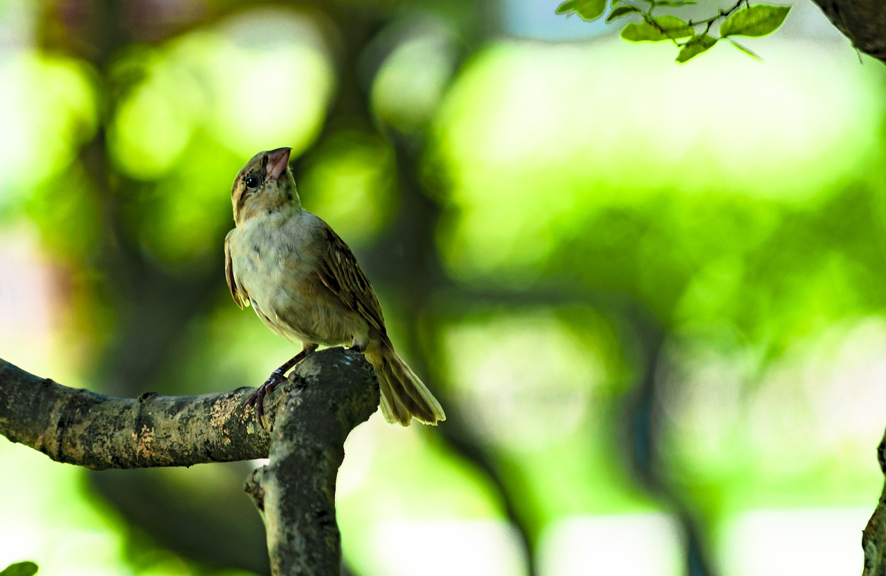 natural  little birds free pictures free photo