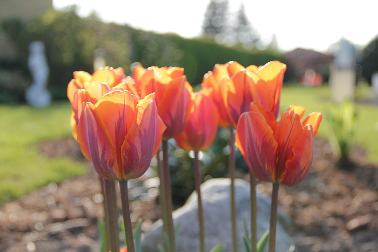 natural  tulips  flowers free photo