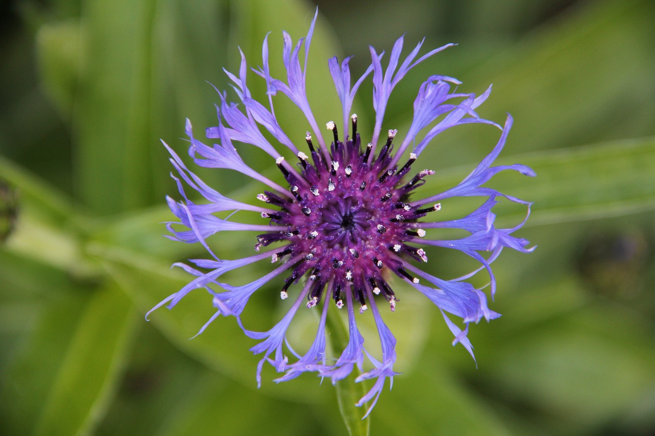 natural  flower  blue flower free photo