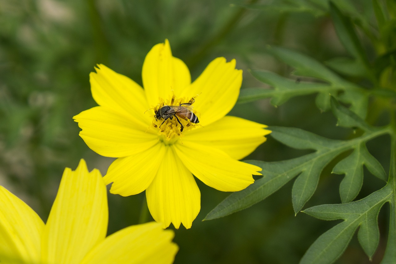 natural  yellow flowers  honey free photo