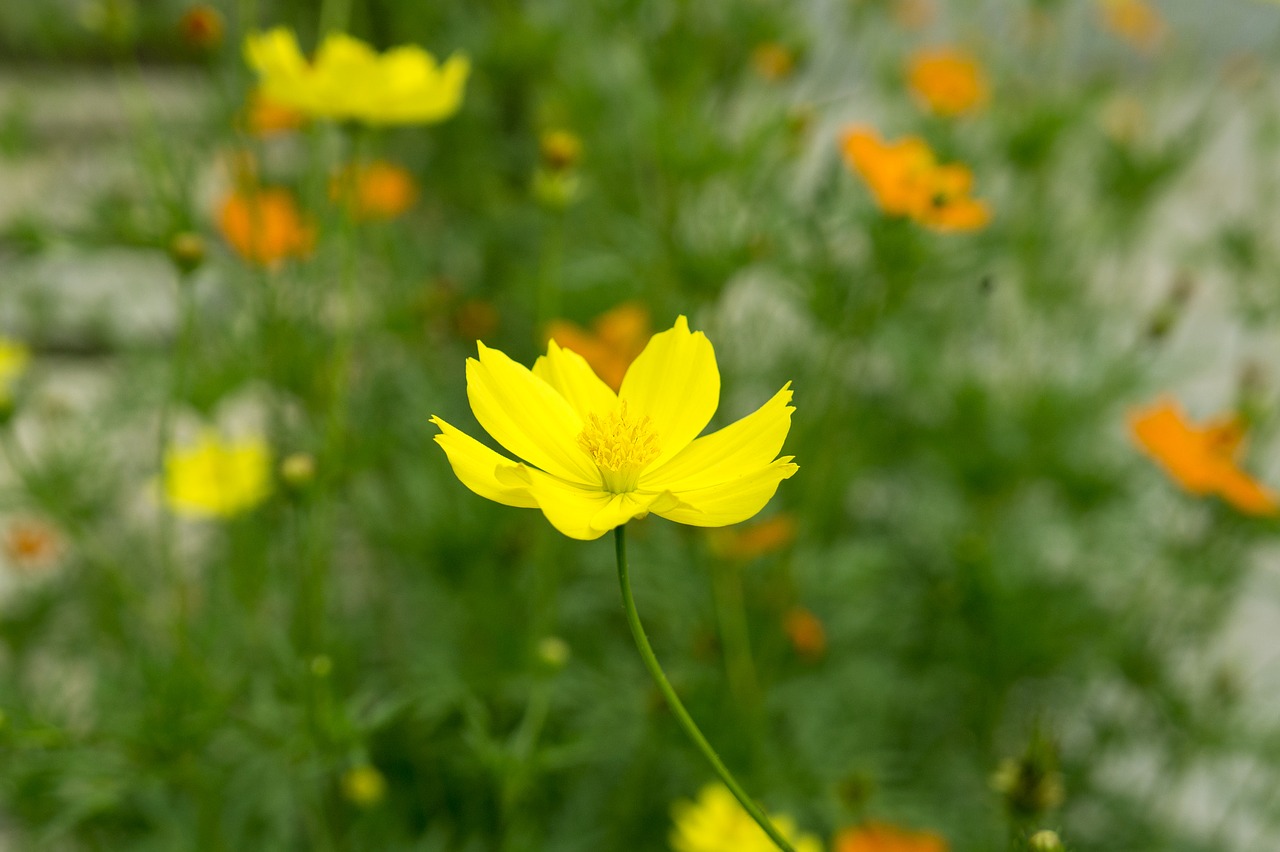 natural  yellow flowers  united soi clones free photo