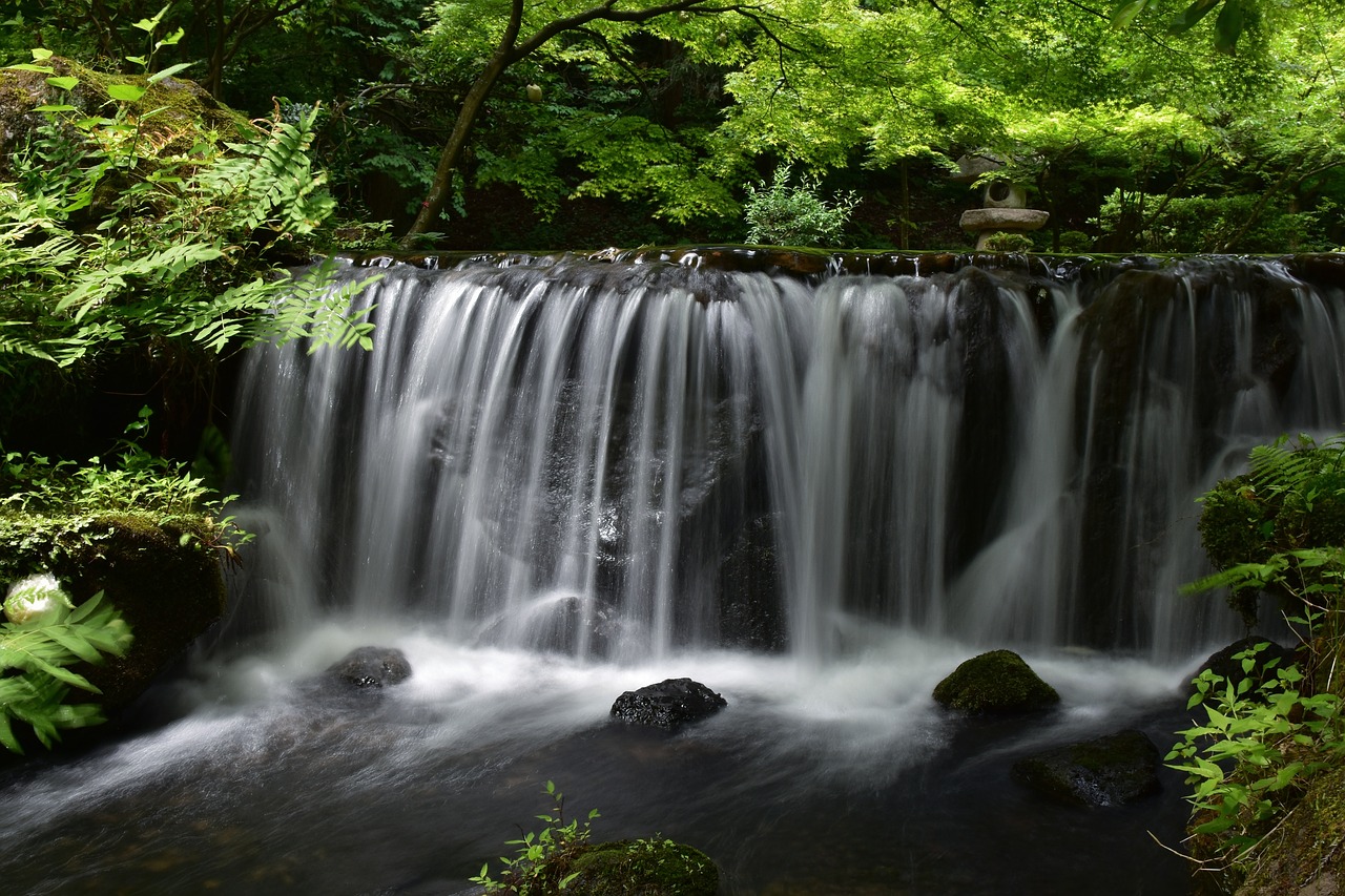 natural  landscape  forest free photo