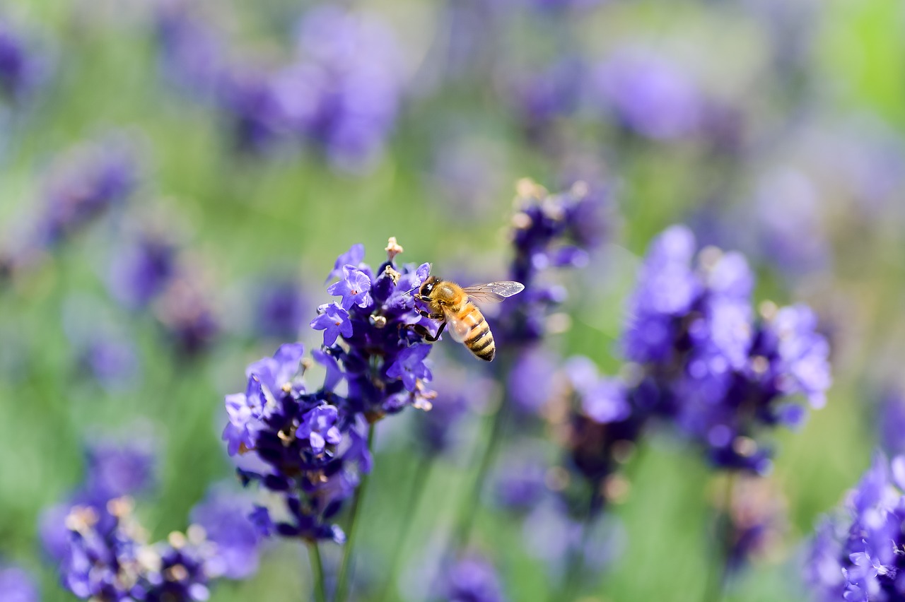 natural  landscape  flower garden free photo