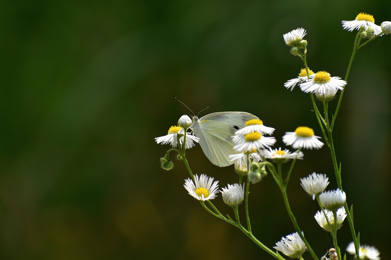 natural  landscape  flowering plant free photo