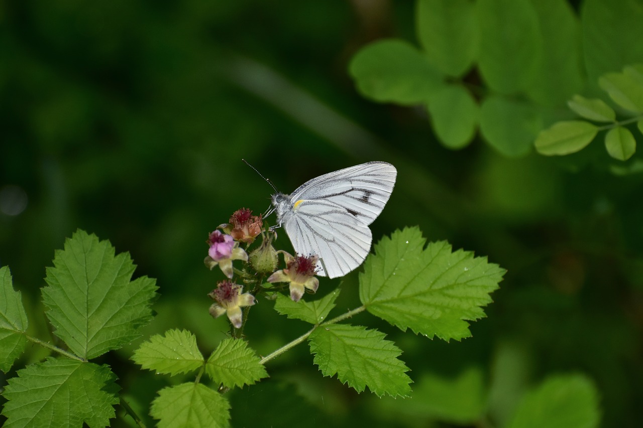 natural  landscape  flowering plant free photo