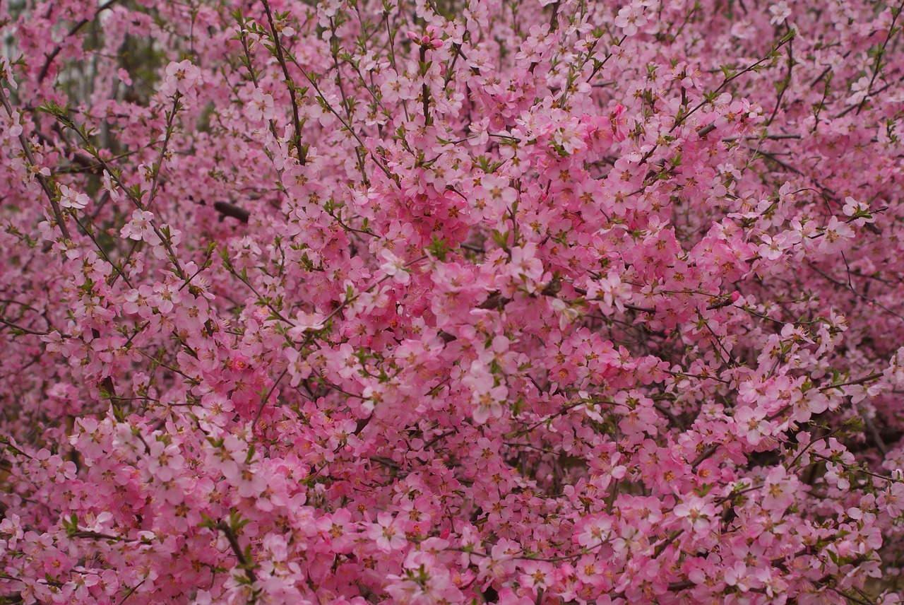 natural  peach blossom  pink free photo