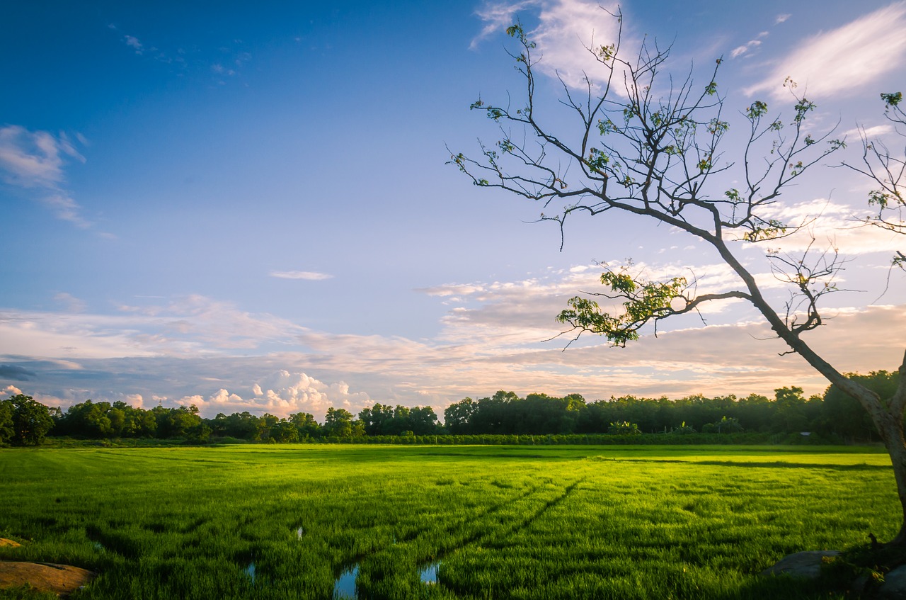 natural  field  sky free photo