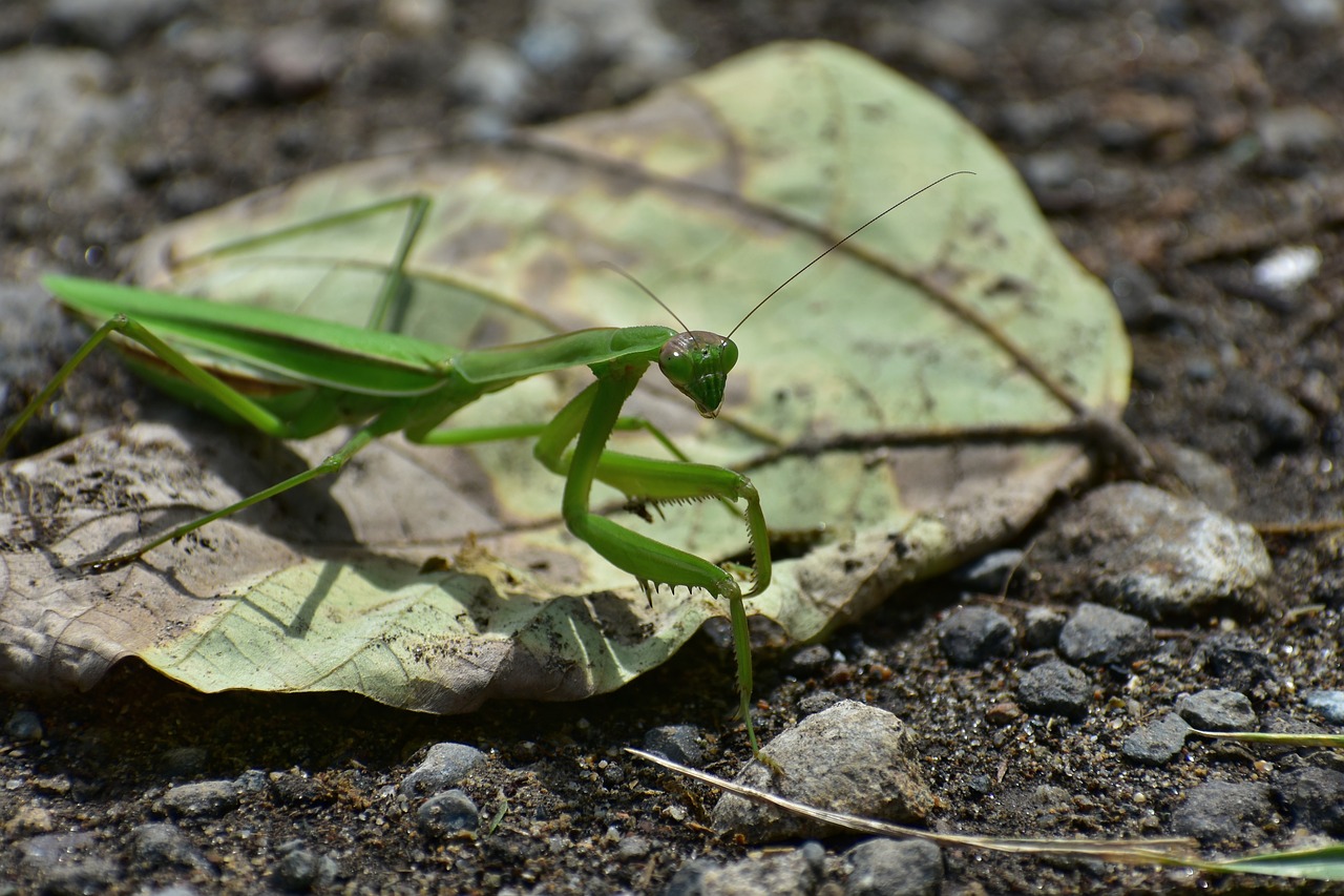 natural  landscape  insect free photo