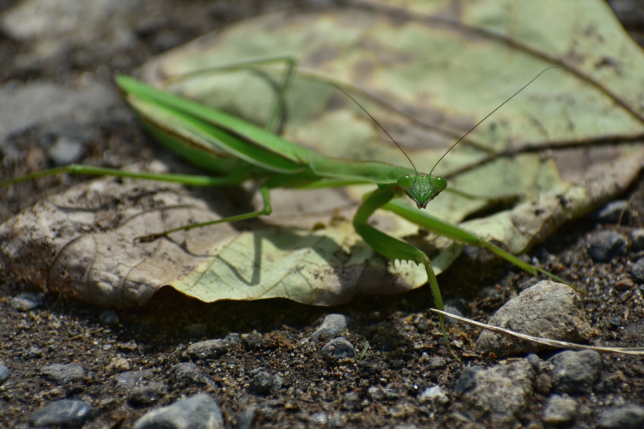 natural  landscape  insect free photo