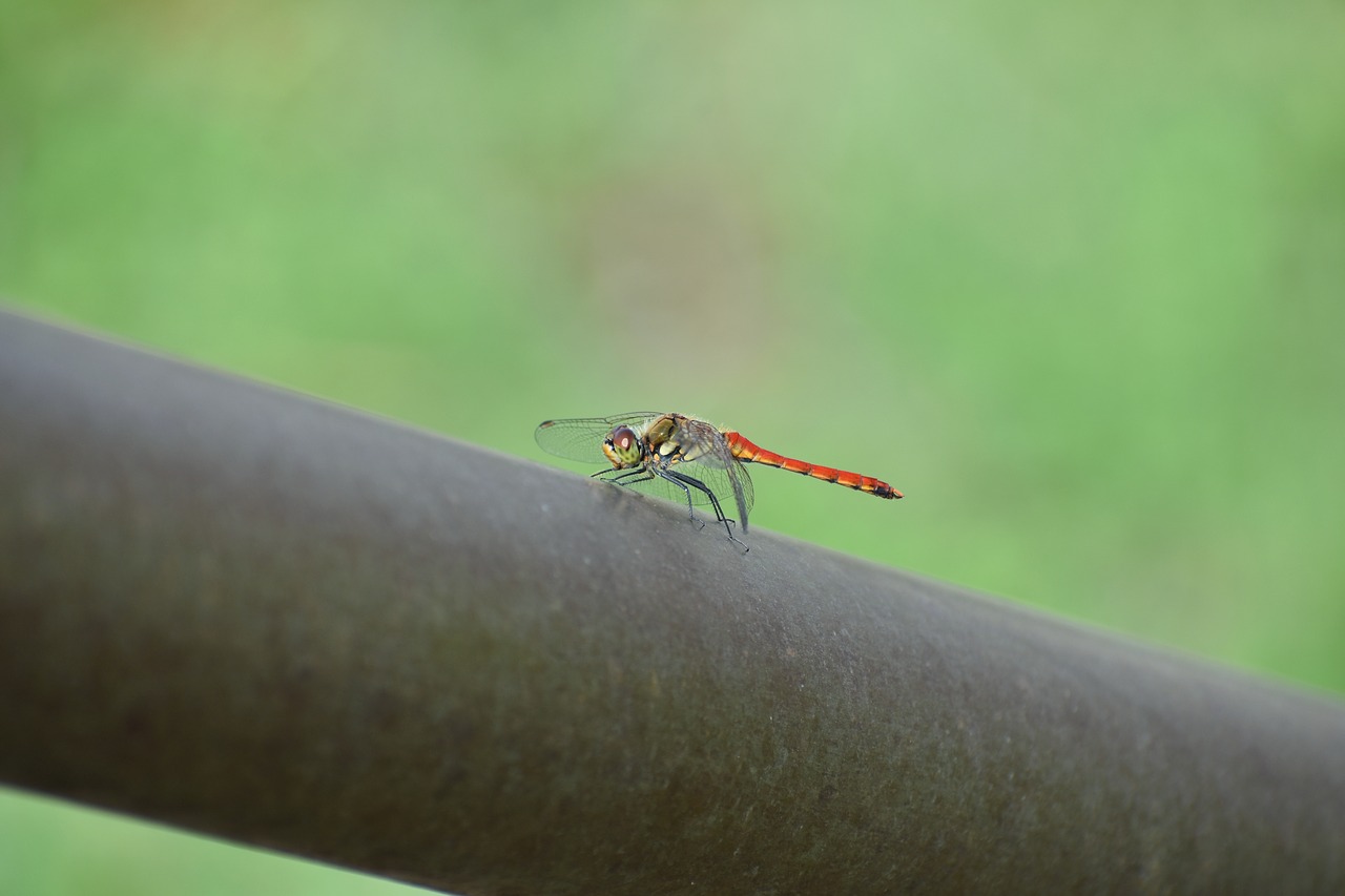 natural  landscape  insect free photo