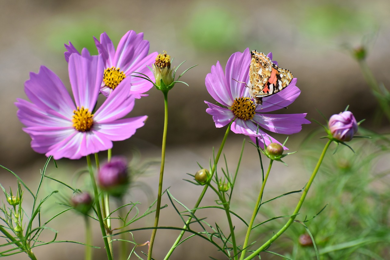 natural  landscape  plant free photo